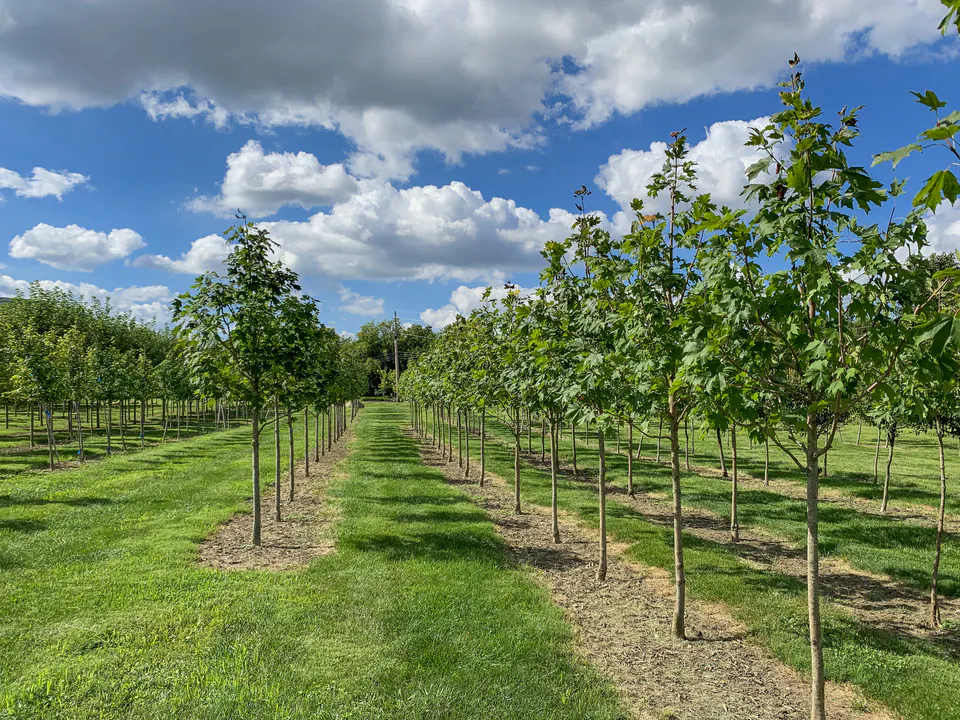 Rows of young shade trees growing in mown grass lanes at the Peabody tree nursery